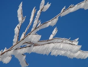 snow formation on tree branches photo thumbnail