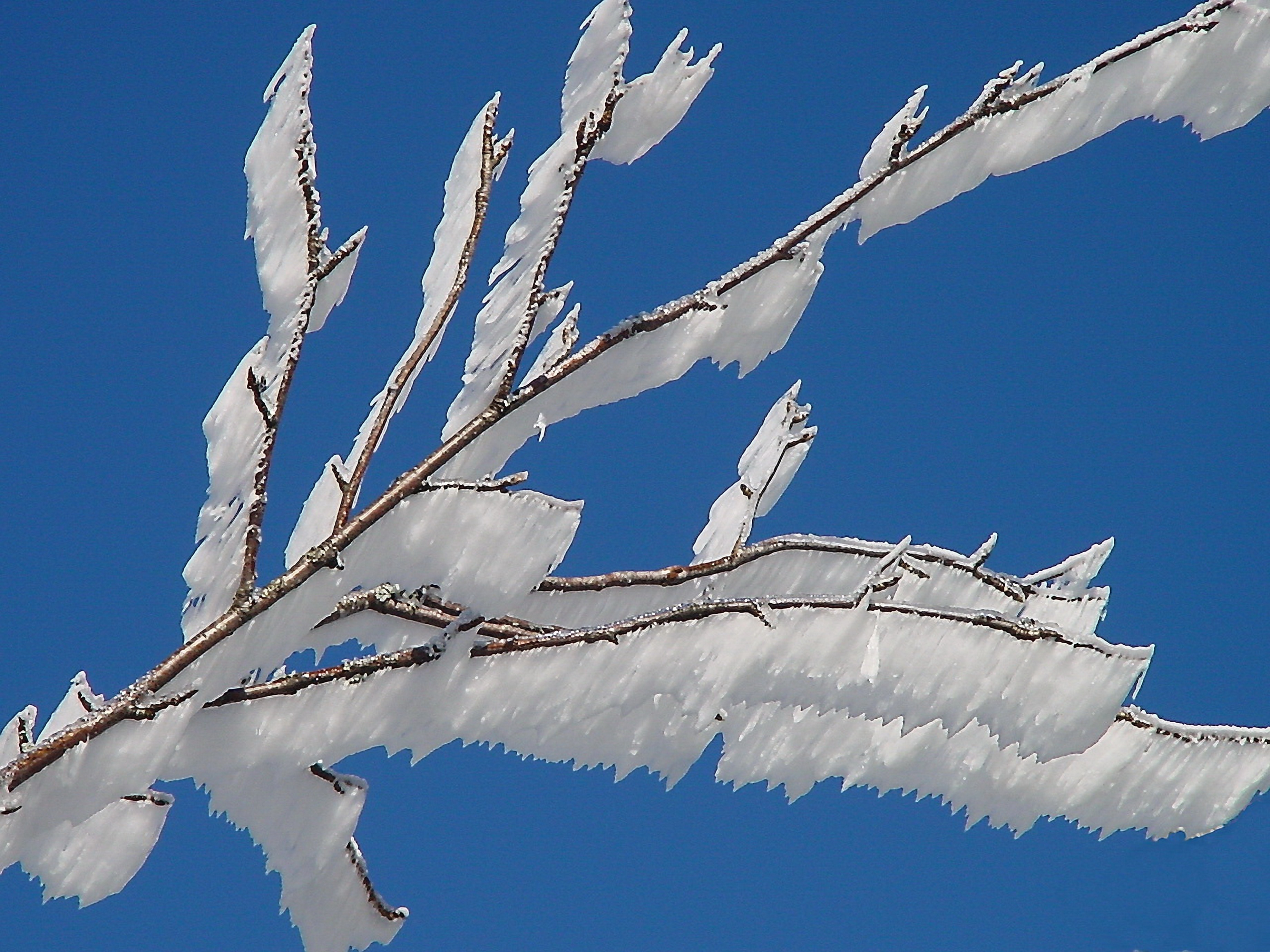 snow formation on tree branches photo