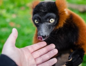 Ring-Tailed Lemur thumbnail