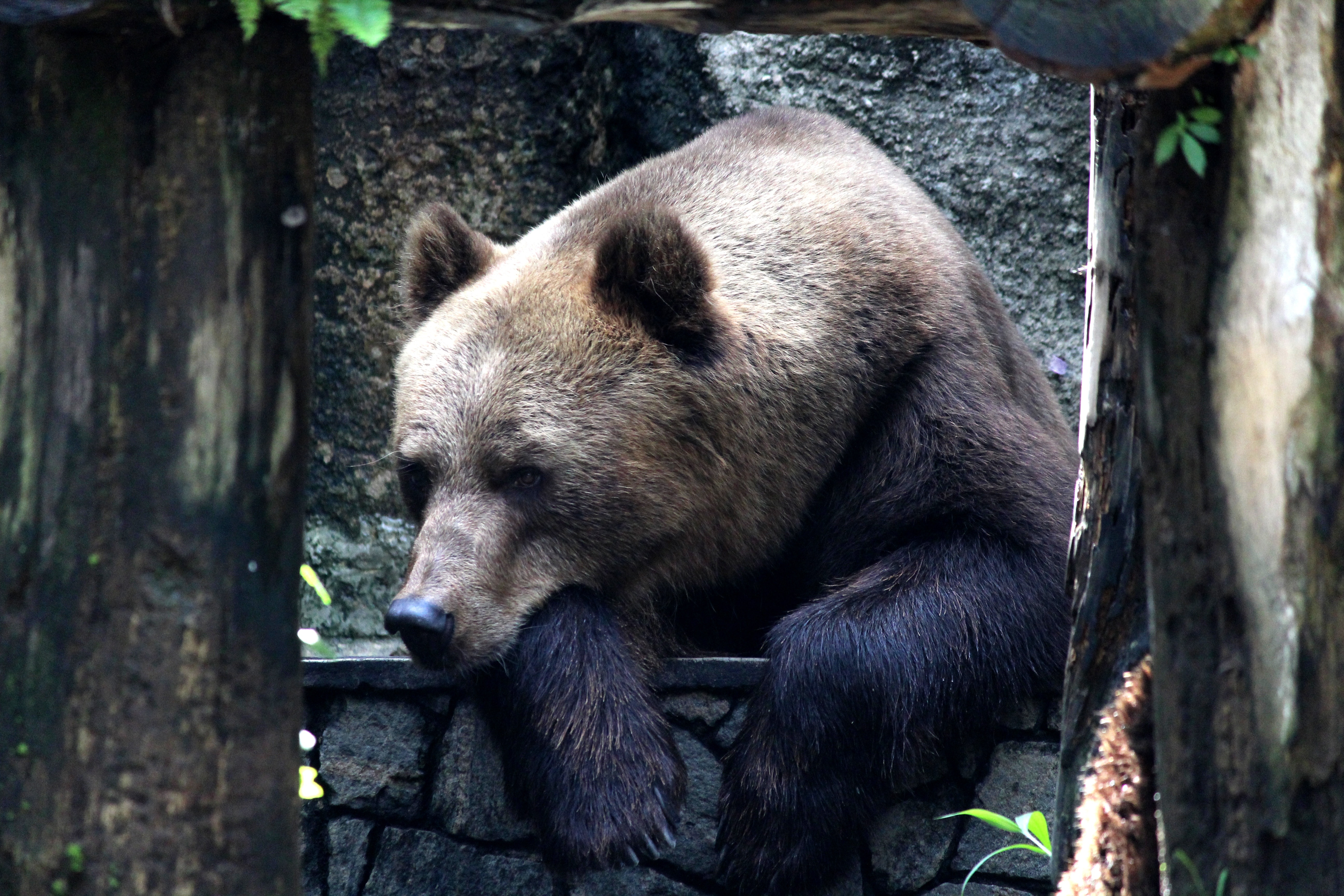 Жизнь про медведя. Грустный медведь. Медведь Россия. Бурый медведь грустит. Бурый медведь грустный.