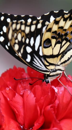 paperkite butterfly on red flower thumbnail