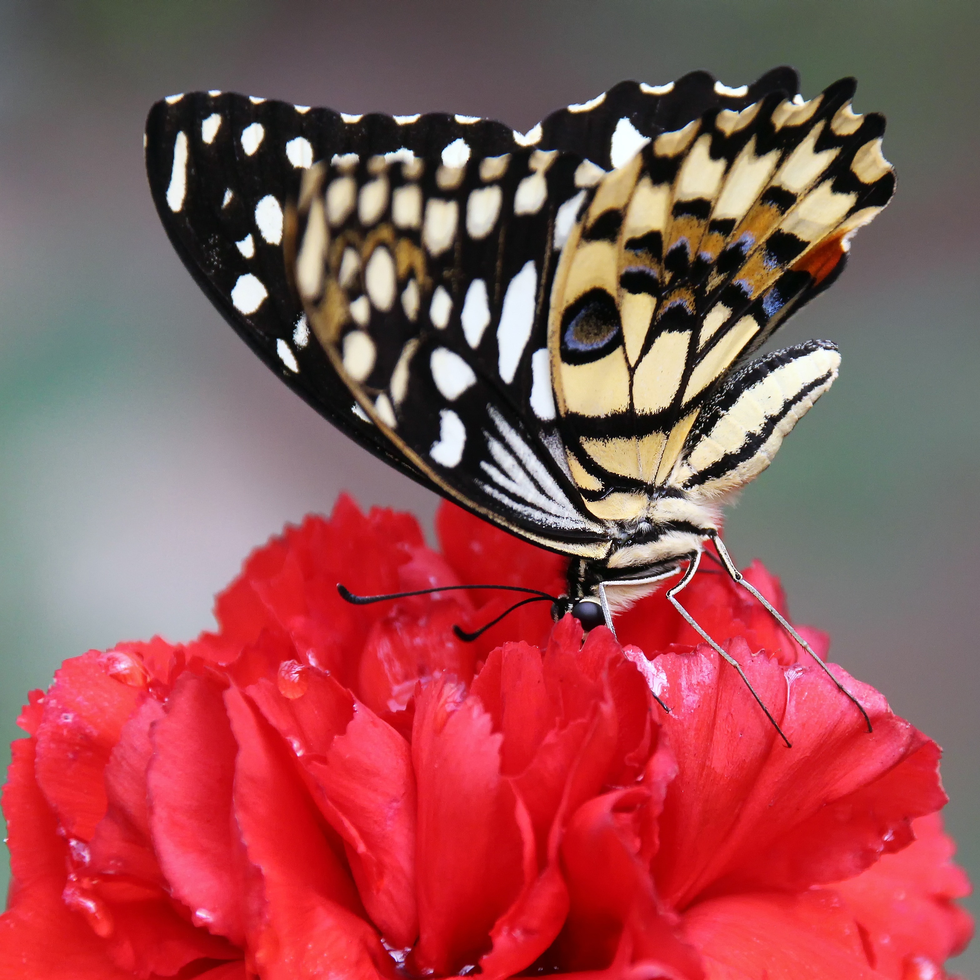 paperkite butterfly on red flower