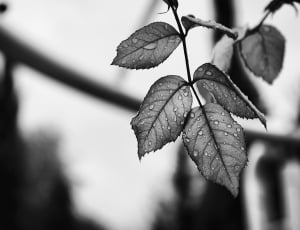 water dews on leaves focus greyscale photo thumbnail