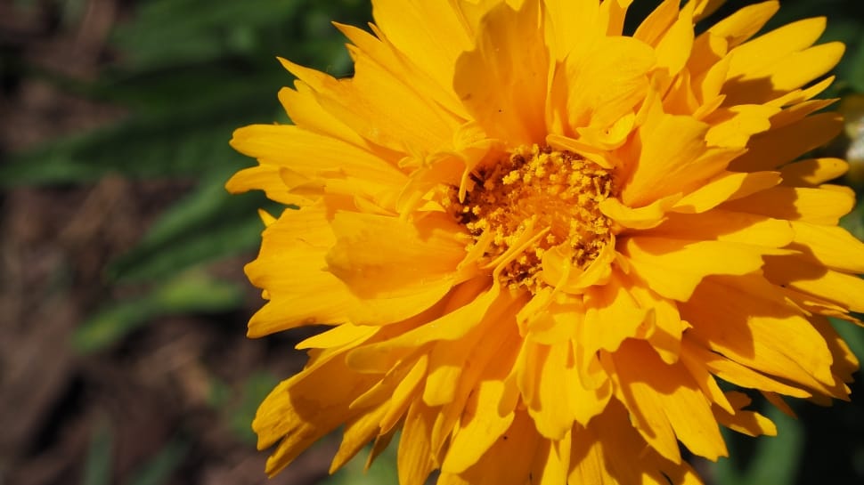 Flower, Yellow Flower, Orange Flower, flower, petal preview