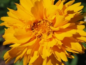 Flower, Yellow Flower, Orange Flower, flower, petal thumbnail