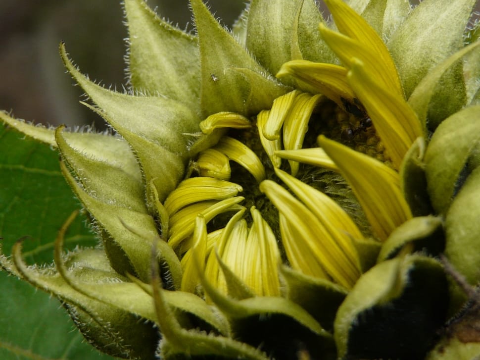 green sunflower preview