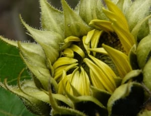 green sunflower thumbnail