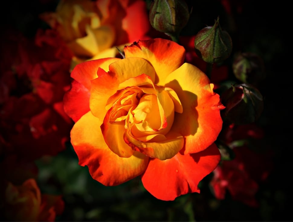 yellow and red rose preview