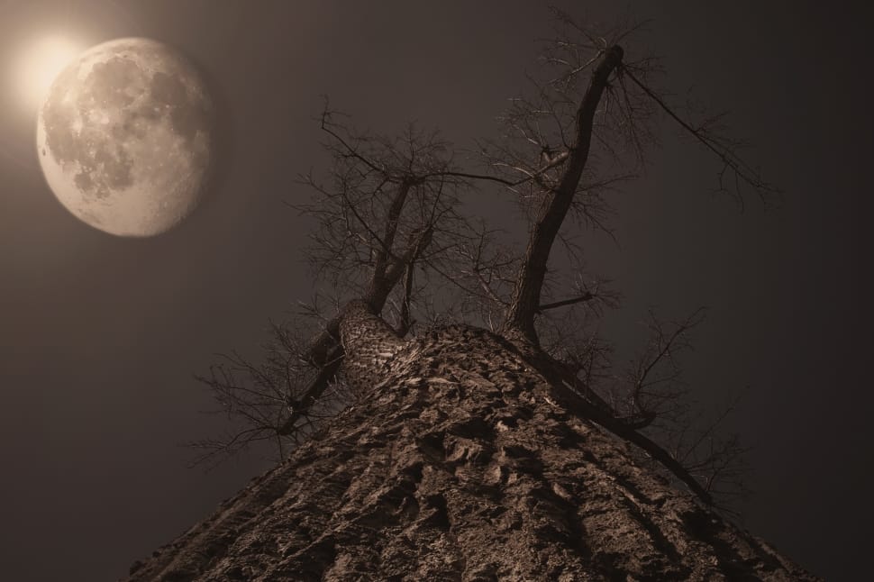 bare tree and full moon preview