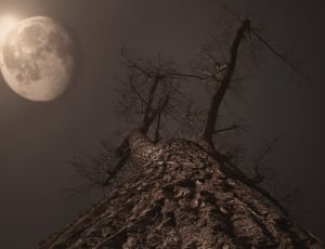 bare tree and full moon thumbnail