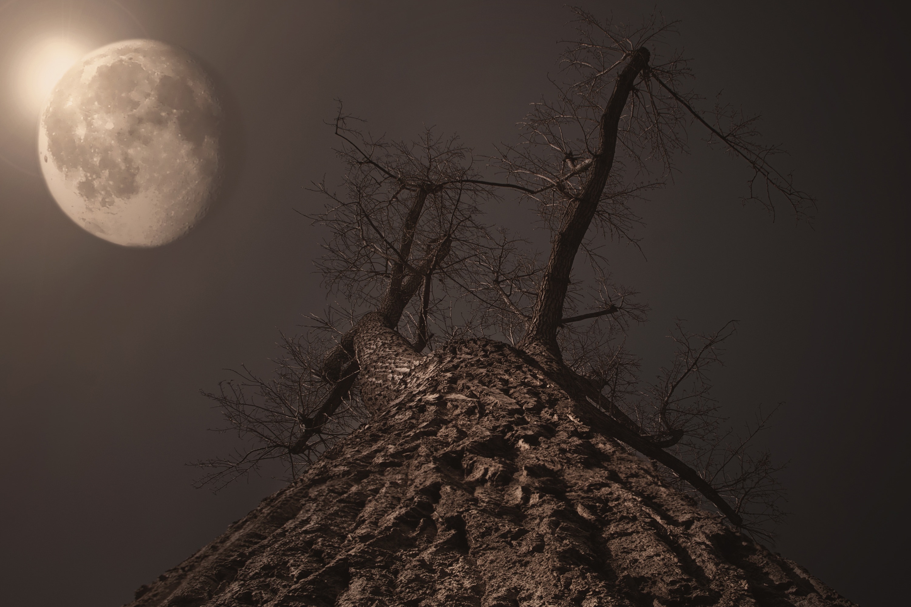 bare tree and full moon
