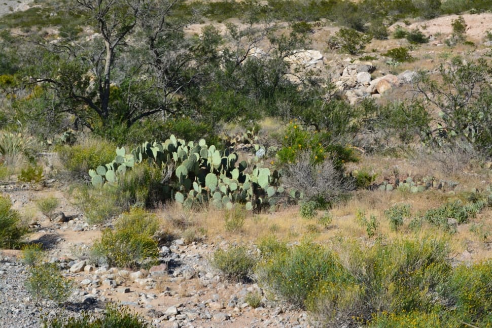 Desert, Cactus, Green, Landscape, animals in the wild, animal wildlife preview
