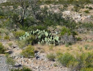 Desert, Cactus, Green, Landscape, animals in the wild, animal wildlife thumbnail
