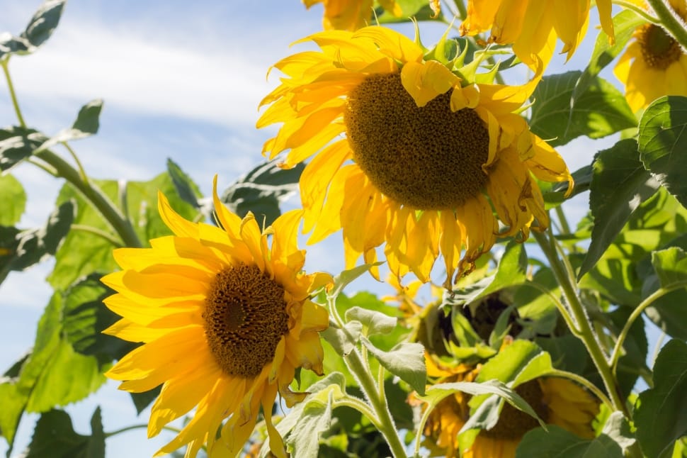 yellow sunflowers preview