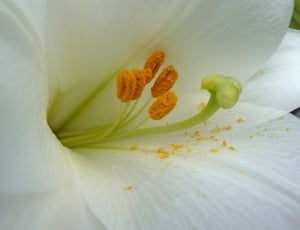 Macro Photography, Lily, Flower, Stamens, flower, petal thumbnail