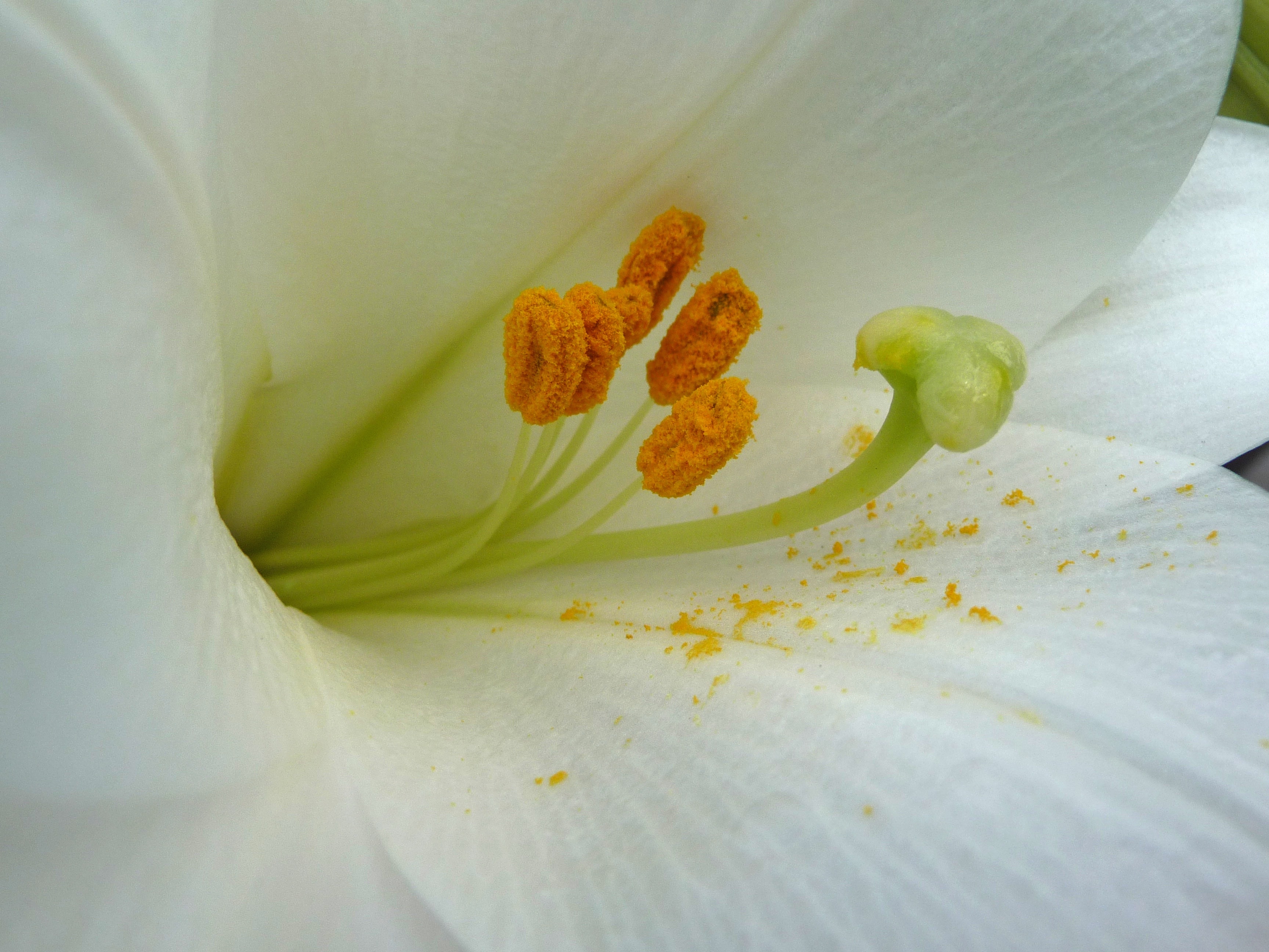 Macro Photography, Lily, Flower, Stamens, flower, petal
