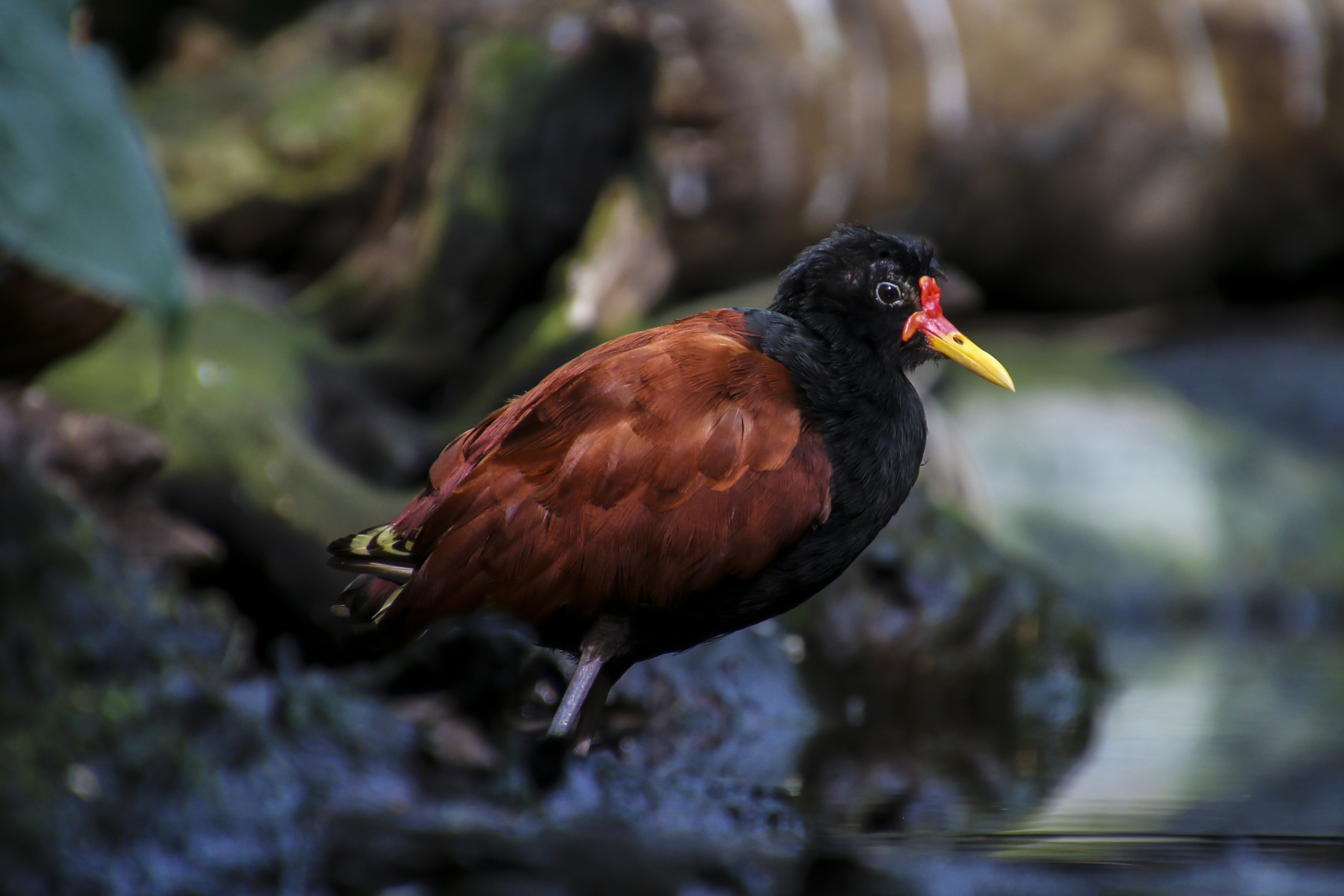 black and brown bird