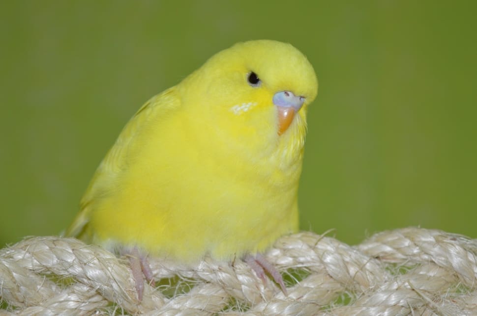 Budgie, Yellow, Ziervogel, bird, yellow preview