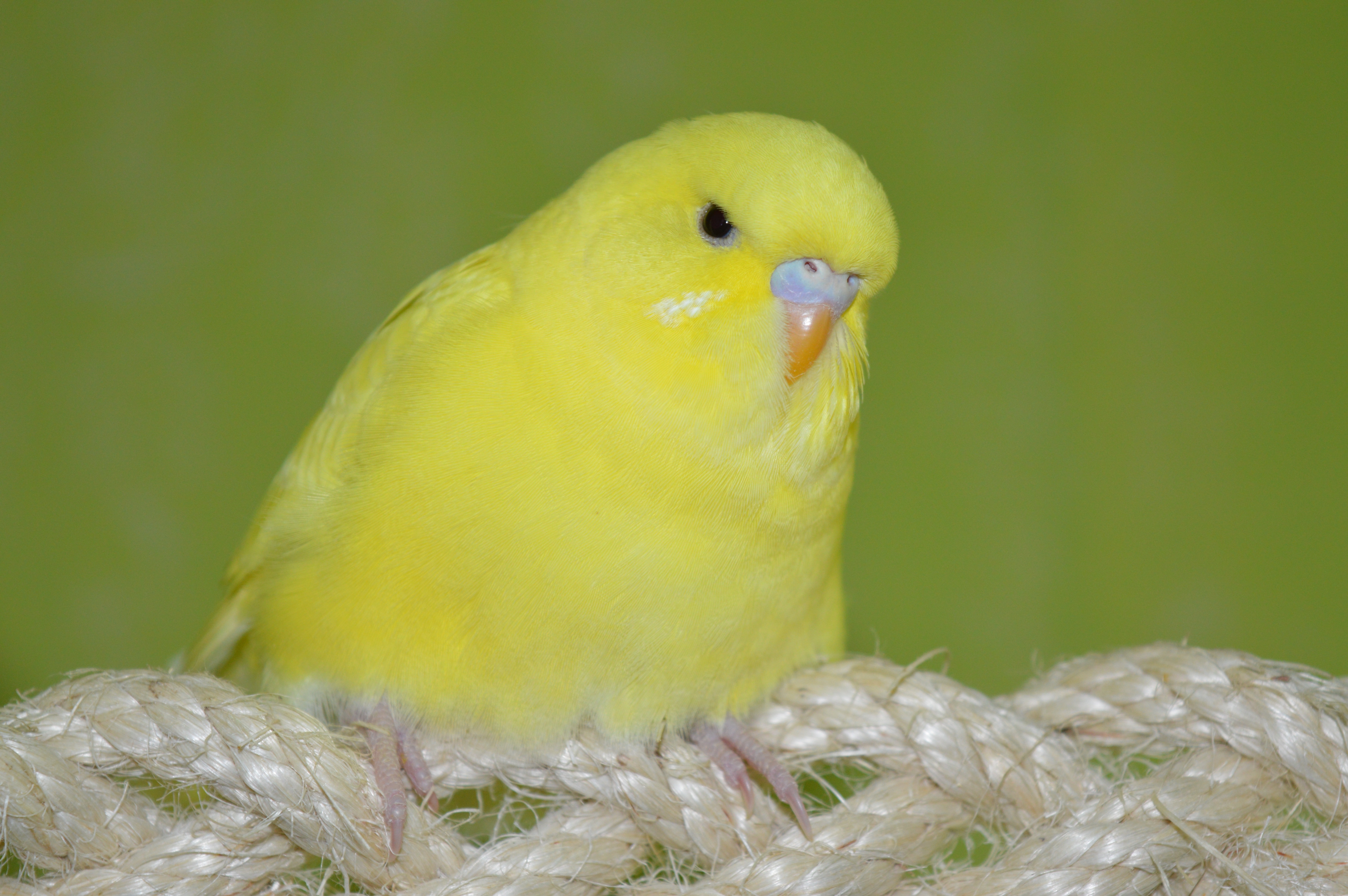 Budgie, Yellow, Ziervogel, bird, yellow