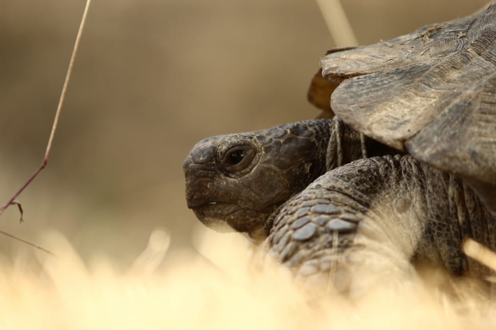 shallow focus photography of  black turtle preview
