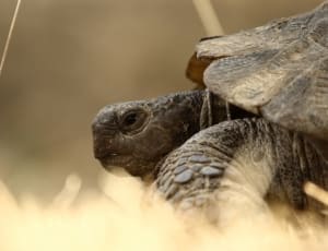 shallow focus photography of  black turtle thumbnail