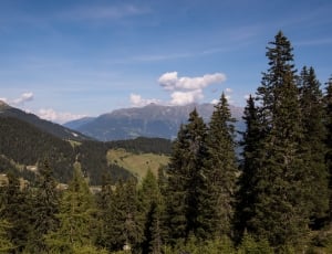 pine trees over mountains landscape photo thumbnail