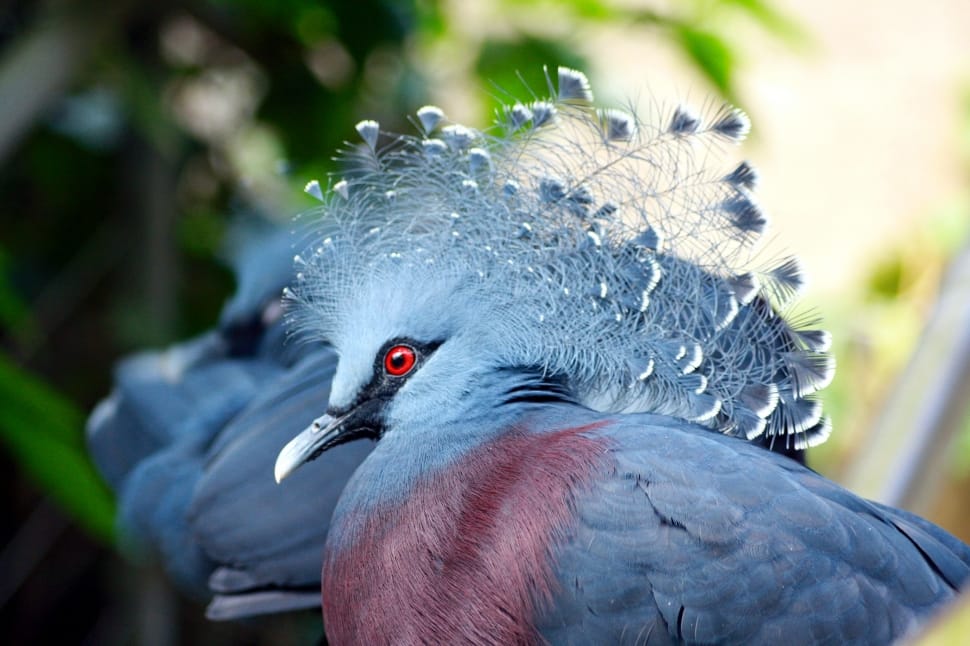 victoria crowned pigeon preview