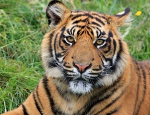 Wild, Tiger, Animal, Wildlife, Sumatran, one animal, striped thumbnail