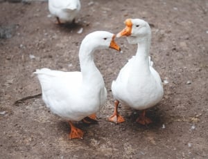 two white goose thumbnail