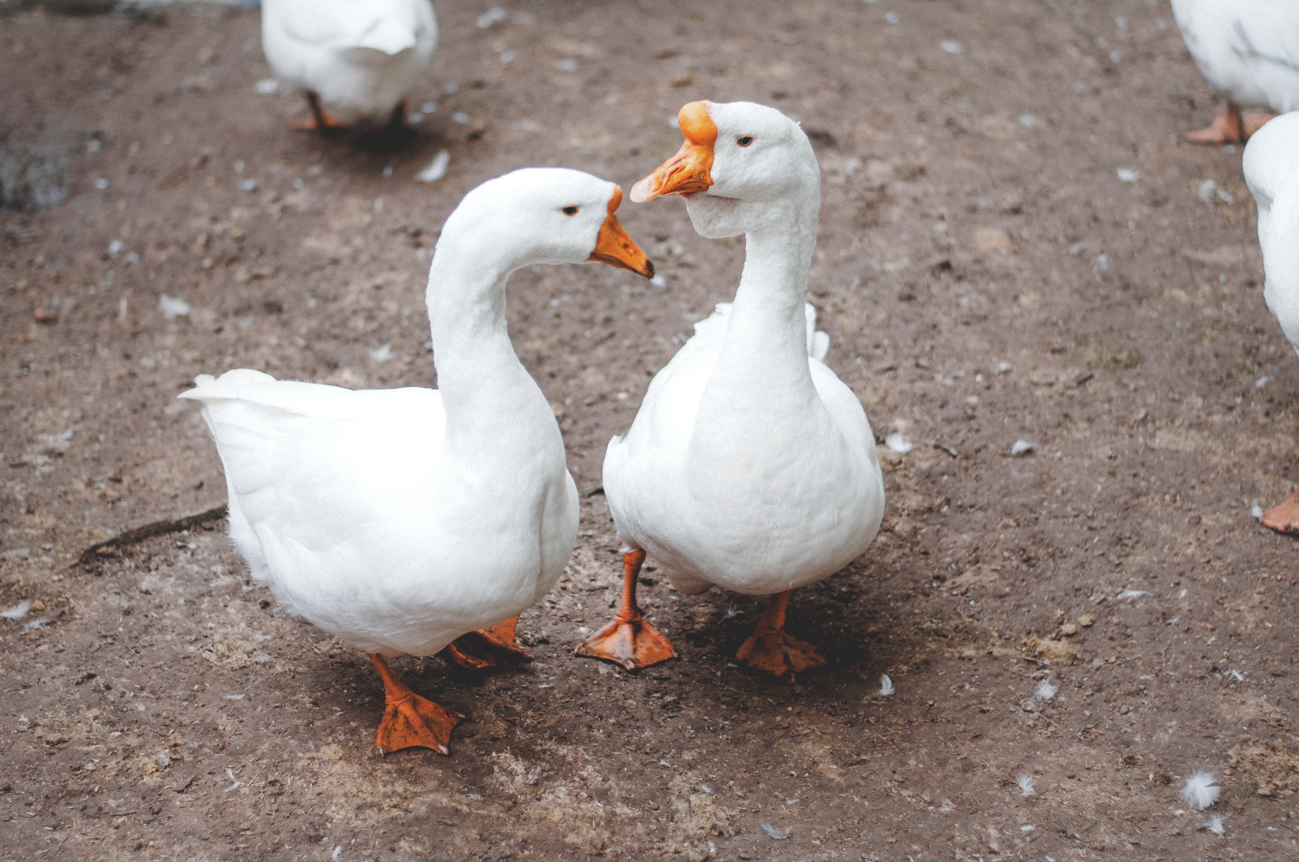 two white goose