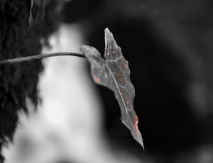 grayscale photo of maple leaf thumbnail