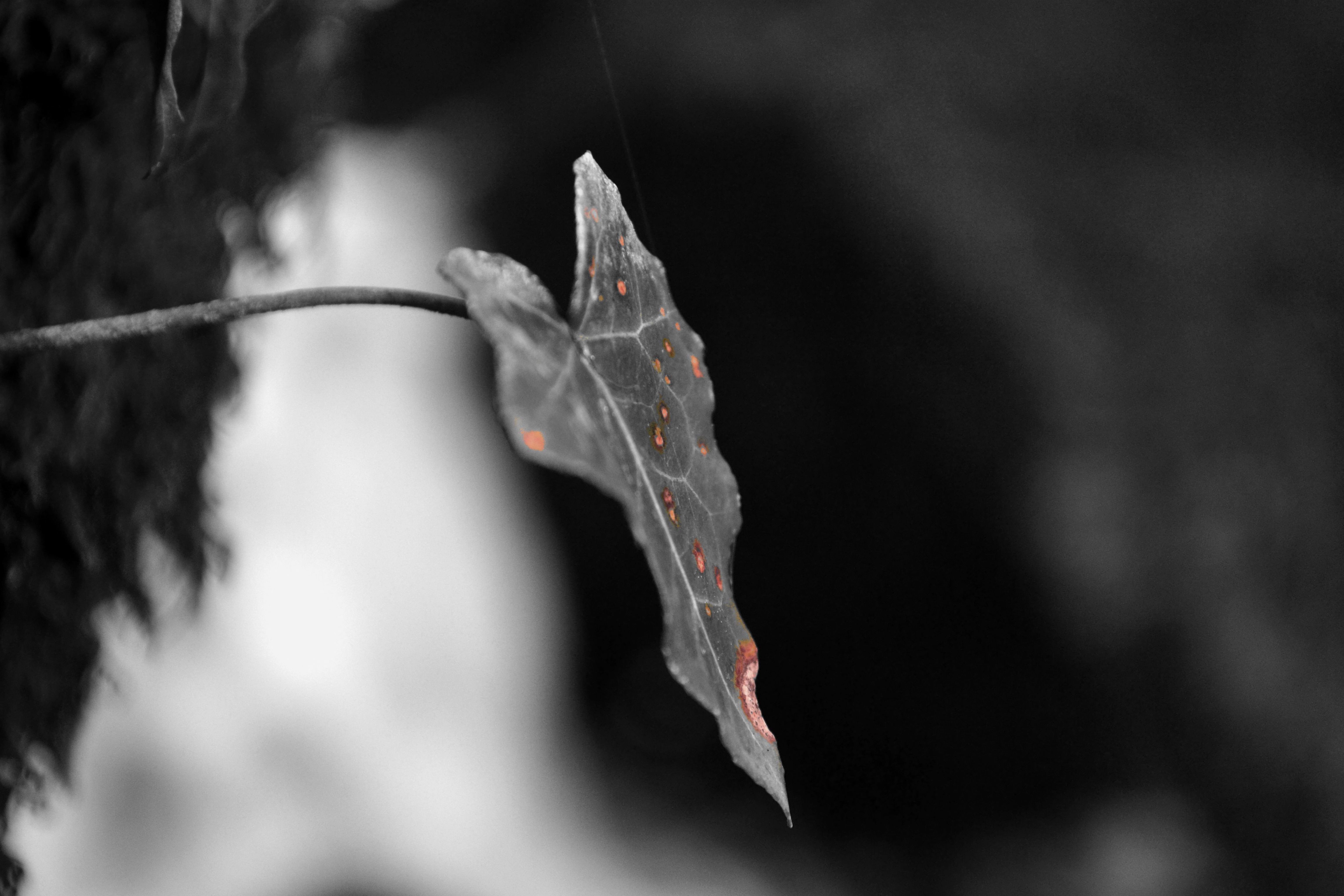 grayscale photo of maple leaf