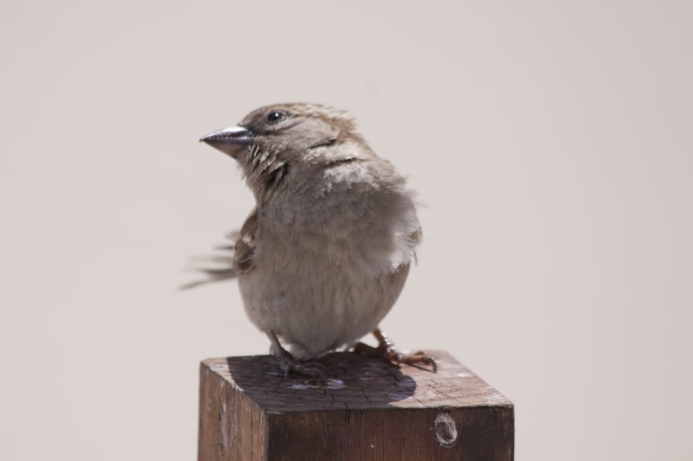gray sparrow preview