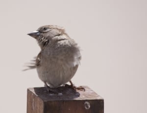 gray sparrow thumbnail