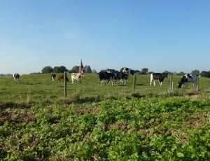 herd of cattle on green grass field thumbnail
