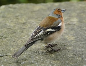 brown and gray sparrow thumbnail