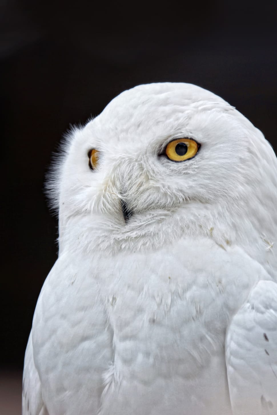 white-owl-wallpaper-preview.jpg