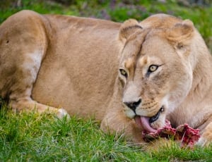 African Lion eating meat thumbnail