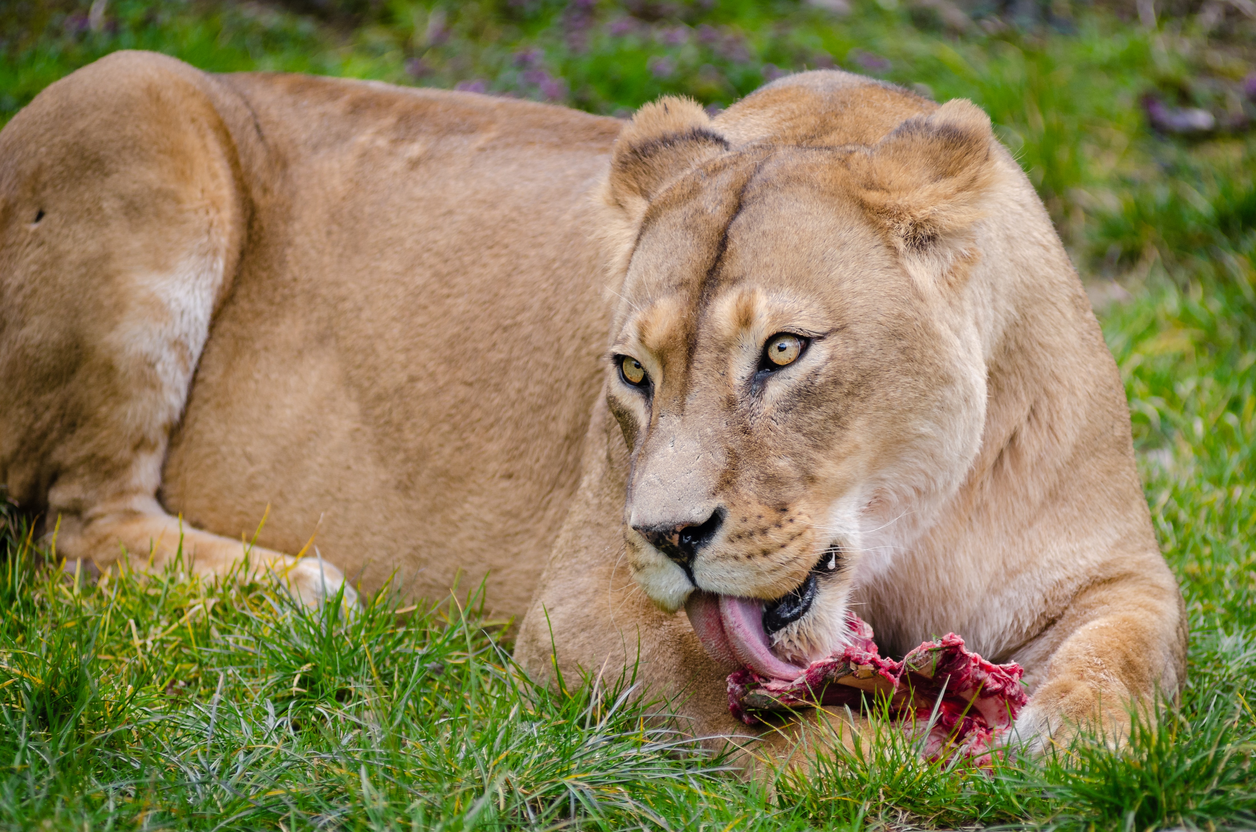 African Lion eating meat