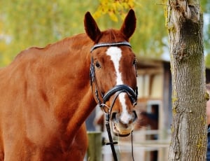 Animal, Horse, Making A Face, Funny, horse, domestic animals thumbnail