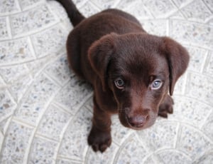 chocolate labrador retriever puppy thumbnail