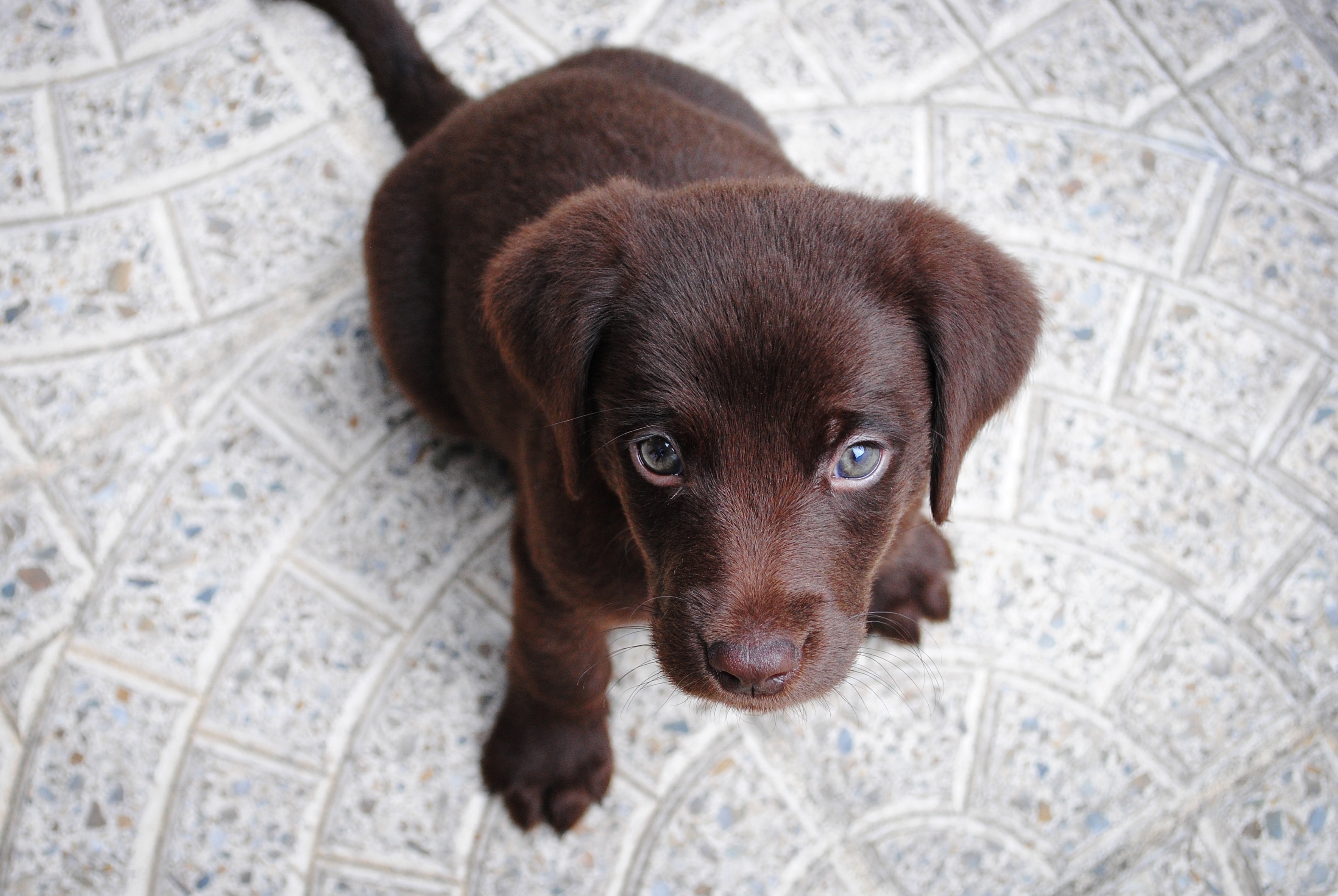 chocolate labrador retriever puppy
