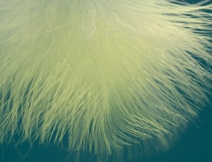 white feather textile thumbnail