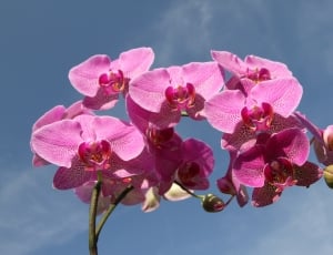 pink orchids thumbnail