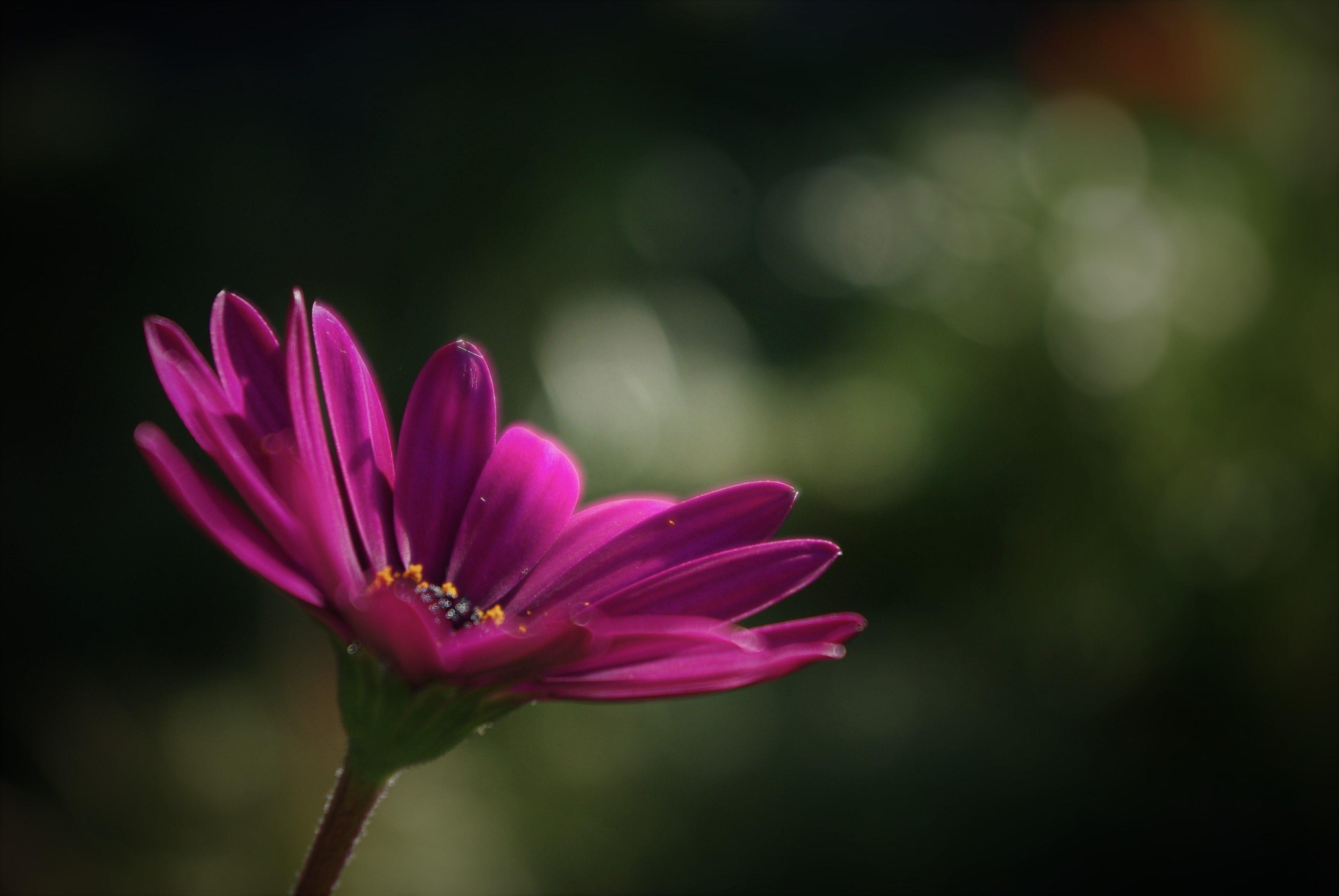 Flower, Marguerite, Plant, Bokeh, Purple, flower, pink color