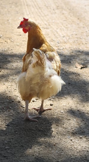 brown and white hen thumbnail