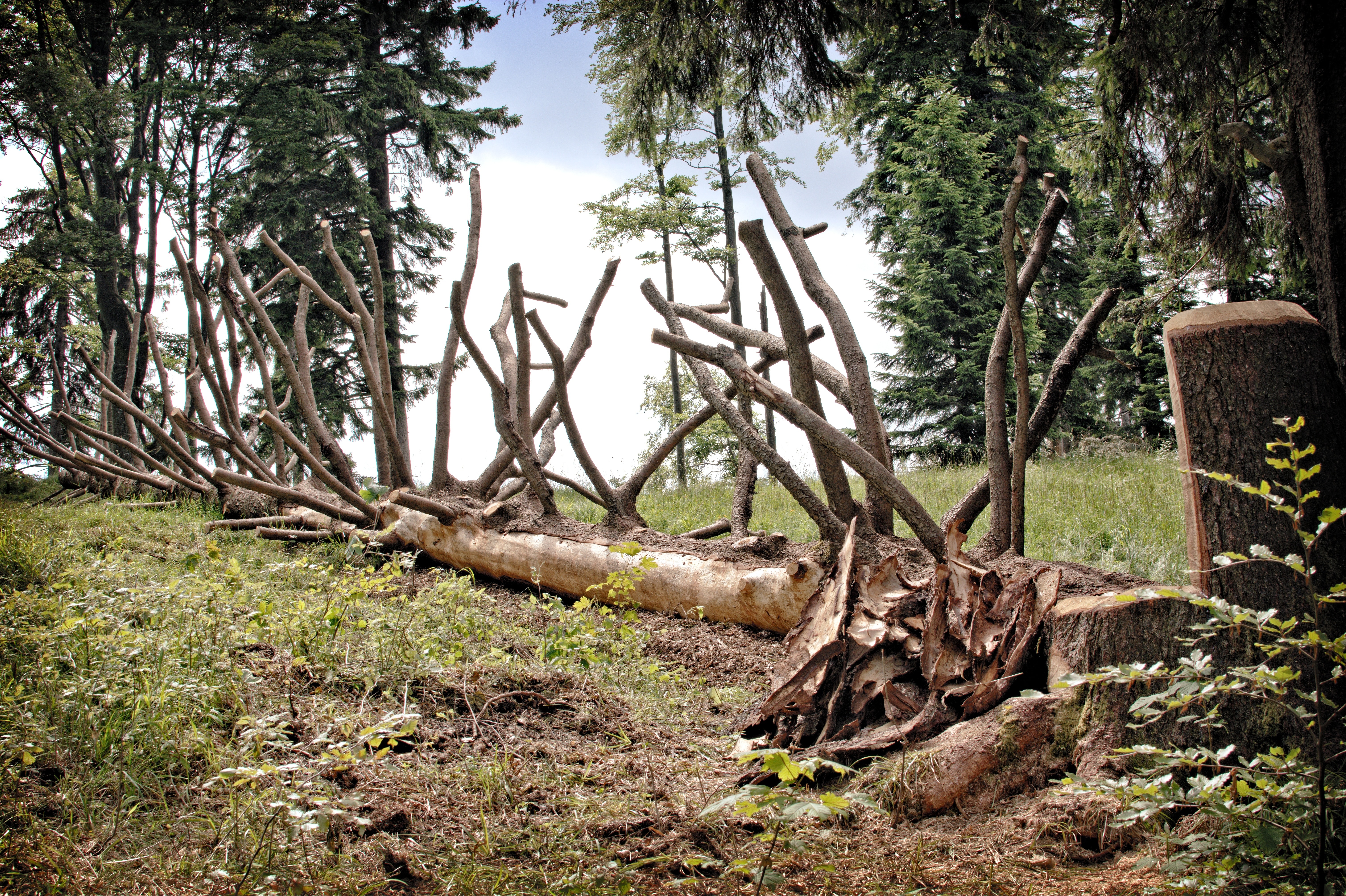 Деревья страдают. Упавшее дерево. Поваленное дерево в лесу. Ствол дерева. Сломанное дерево.