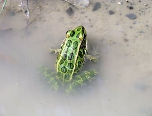 green and black frog thumbnail