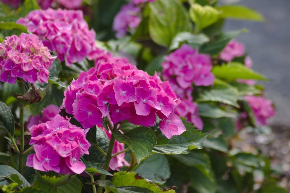 pink lacecap hydrangease preview