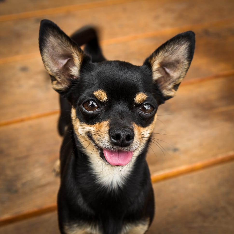 black and tan smooth chihuahua free image Peakpx